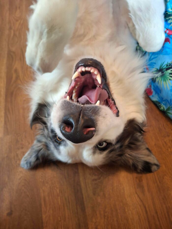 A border collie, a derpy animal, lying upside down on a wooden floor, showing its teeth.