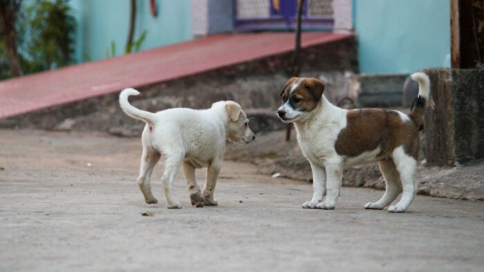 What Is Moral But Illegal? 29 Bizarre Laws Around The World