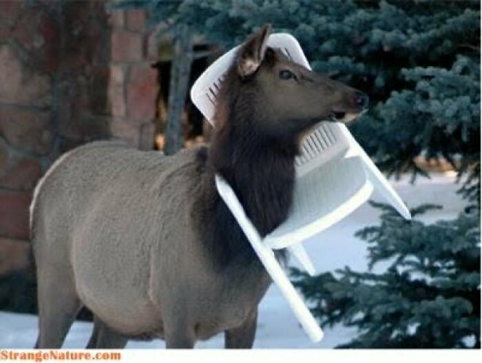Reindeer Games