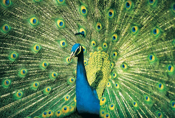 “Tuxedo-Wearing Jerks”: Zookeepers Share Their Beef With Animals In This Hilarious Thread