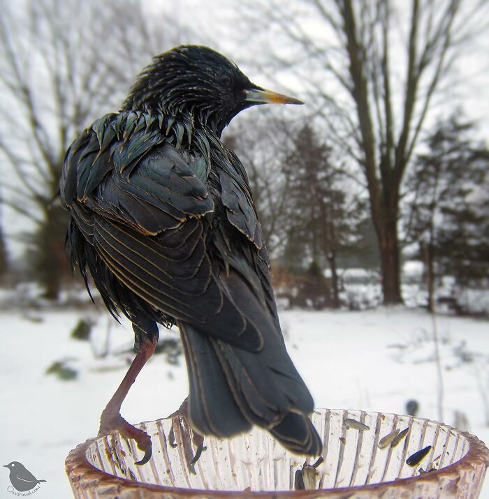 Woman Put a Camera On Bird Feeder In Her Yard, Here Is What It Has Caught (35 New Pics)