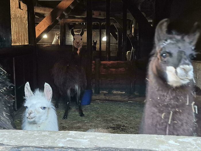 Several derpy animals, llamas, gaze from a dimly lit barn, some with funny or ridiculous expressions.
