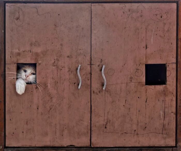 A cat peeking out from a small square cutout in a rustic wooden cabinet, depicting animals living on the streets.