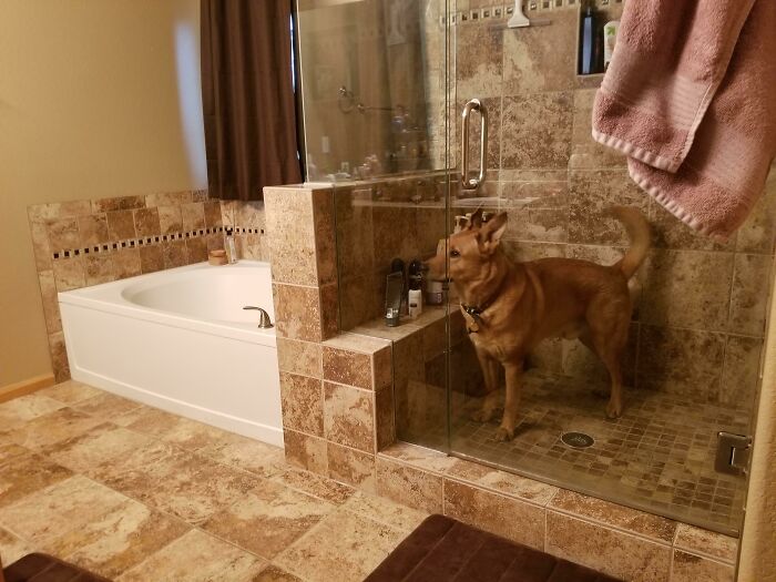 Trapped Himself In The Shower At Some Point During The Night. Woke Up To Scared Whining