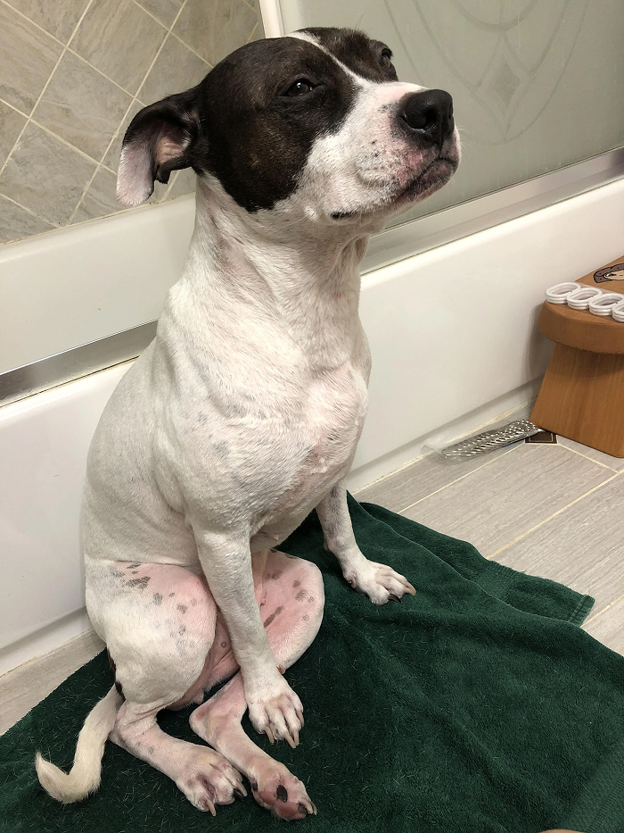 Black and white dog sitting on green towel after bath