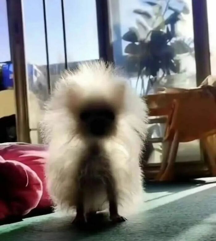 IG Account Posts Pics So Adorable, It’s Basically The Opposite Of Doom Scrolling (30 Pics)