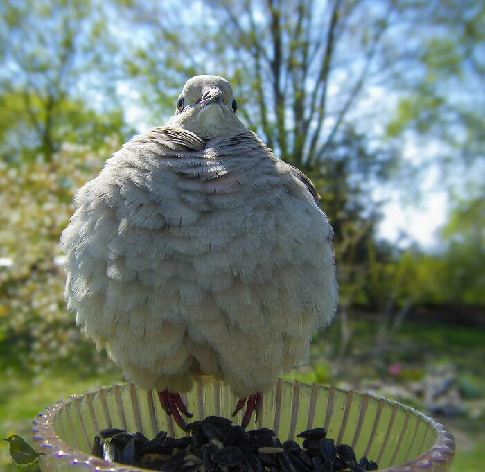 Woman Put a Camera On Bird Feeder In Her Yard, Here Is What It Has Caught (35 New Pics)