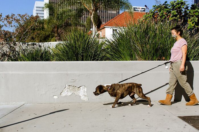 Perfectly timed street photo by Jeremy Paige of a woman in a mask walking a boxer dog past a textured wall.