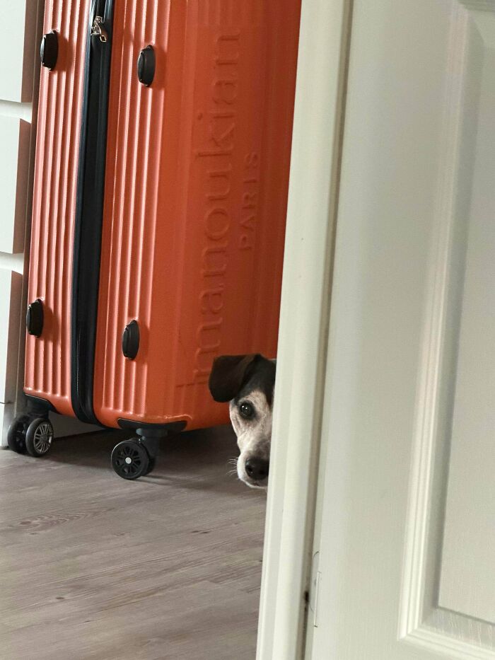 A small, derpy animal, a dog, peeks around a white door next to a bright orange suitcase.