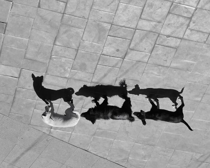 An overhead black and white shot of four stray dogs and their shadows on a tiled ground, showing animals living on the streets.