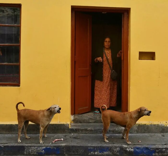 Two dogs bark on the street, while a woman looks out from a doorway, capturing the strange reality of animals living on the streets.