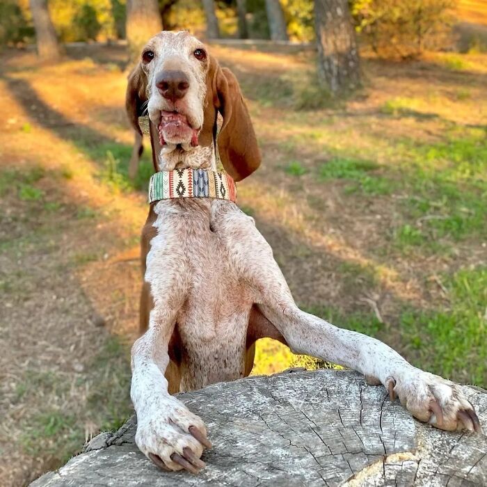 61 Derpy Dog Photos Shared By This Page That Prove Even The Cutest Pups Have Bad Angles