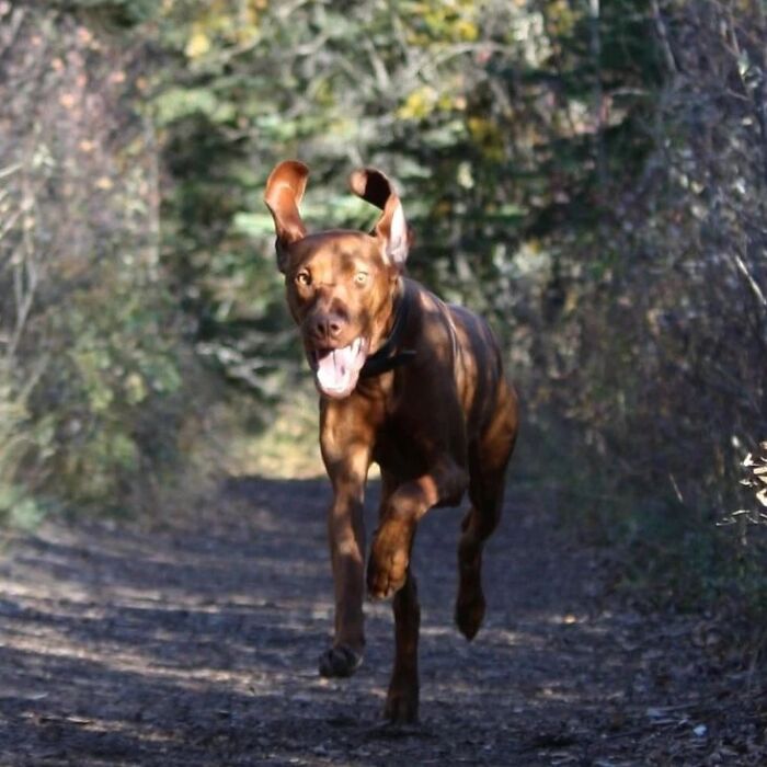 61 Derpy Dog Photos Shared By This Page That Prove Even The Cutest Pups Have Bad Angles