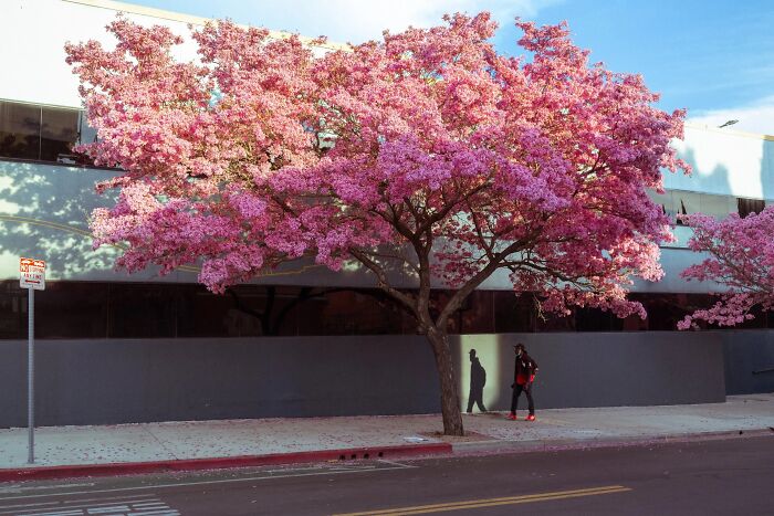 A perfectly timed street photo by Jeremy Paige of a person walking past a cherry blossom tree, their shadow elongated.