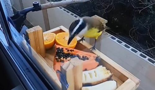 Mężczyzna z Brazylii zamienił swoje okno w małą „restaurację dla ptaków”. 21 zdjęć pokazuje gości