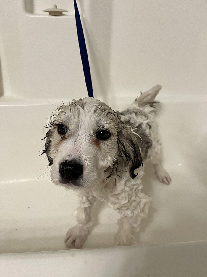 Wet puppy in bathtub with bath time expression