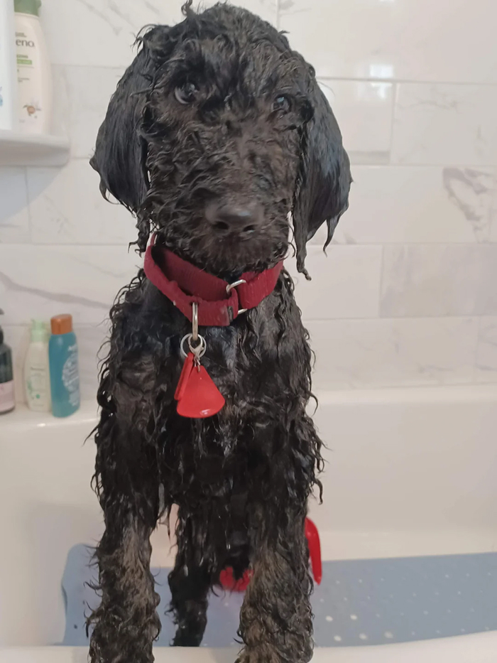 Wet black dog with red collar standing in bathtub after bath looking at camera
