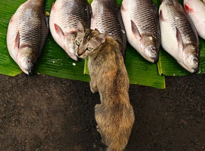 A cat looking up from below a row of freshly caught fish on a banana leaf, illustrating animals living on the streets.