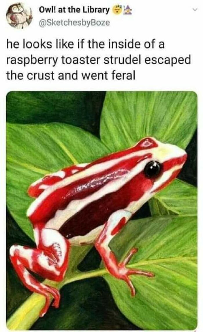 A vibrant red and white frog on green leaves, resembling a raspberry toaster strudel, one of the forbidden foods.