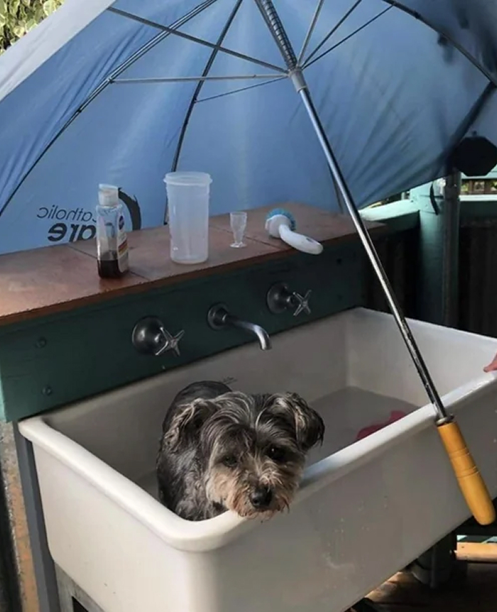 Small dog in outdoor sink bath under blue umbrella