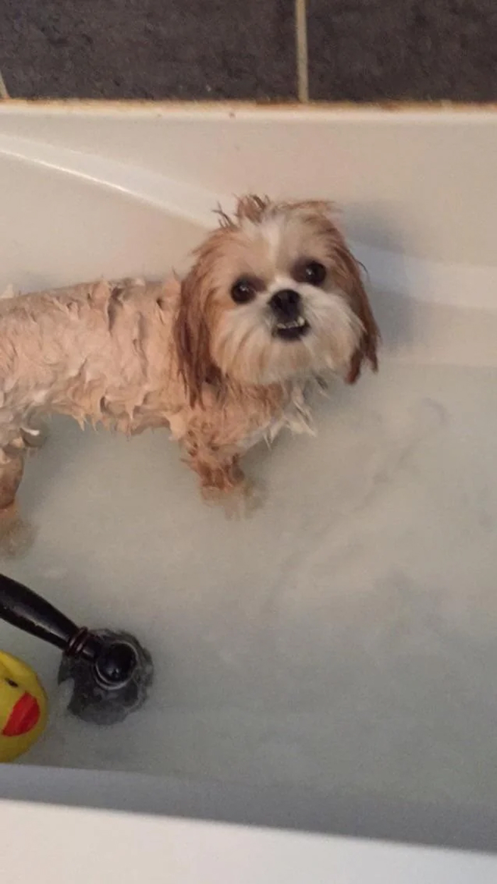Small wet dog in bath looking at owner with bath time betrayal expression