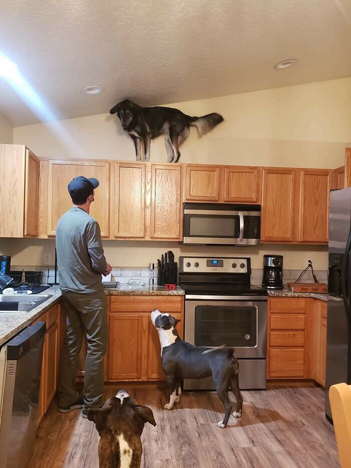 Is This What People Mean When They Say Their Dog Is Broken? Asking For A Friend