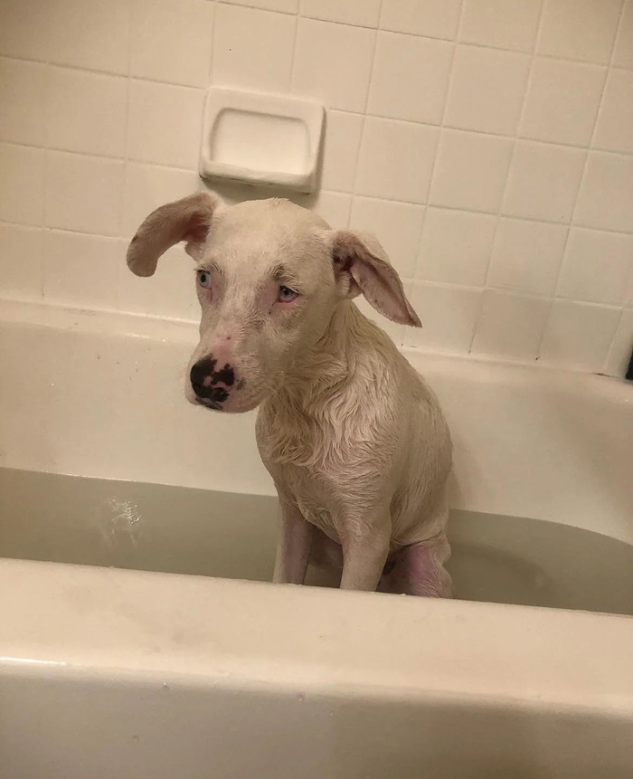 Sad white dog sitting in bathtub during bath time