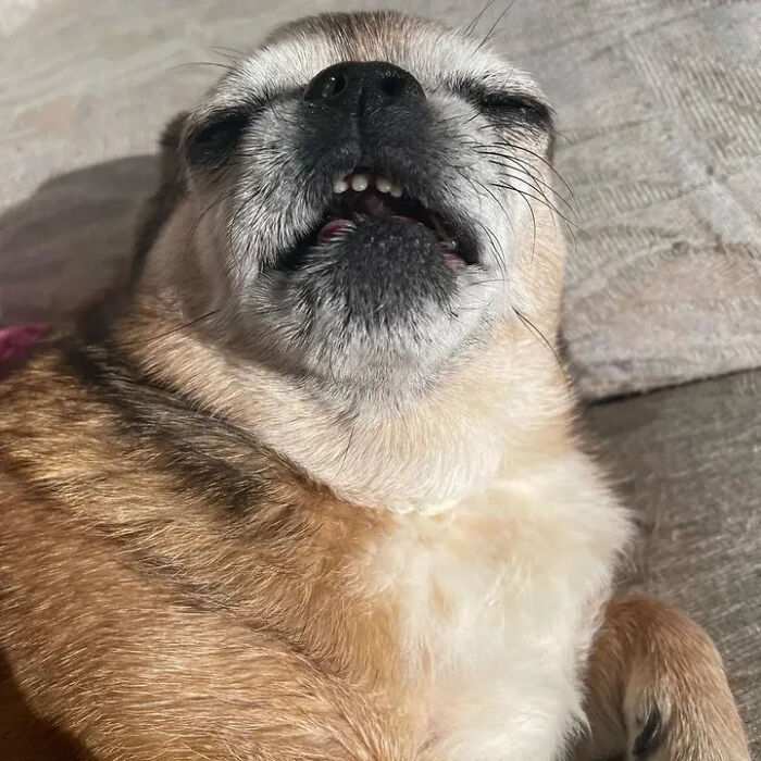 61 Derpy Dog Photos Shared By This Page That Prove Even The Cutest Pups Have Bad Angles