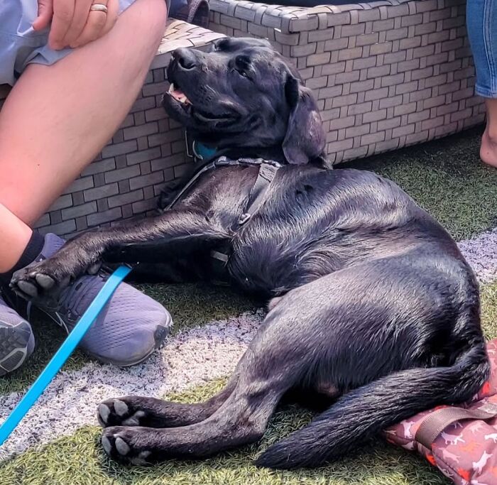61 Derpy Dog Photos Shared By This Page That Prove Even The Cutest Pups Have Bad Angles