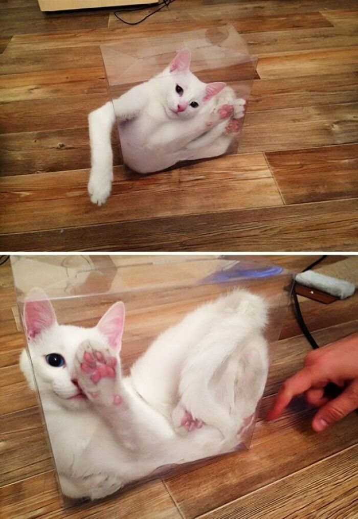 Clear Box Shows Schrodingers Cat Is Definitely Alive And Confused