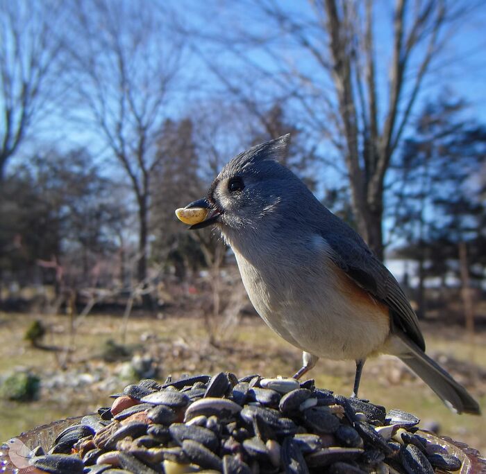 Woman Put a Camera On Bird Feeder In Her Yard, Here Is What It Has Caught (35 New Pics)