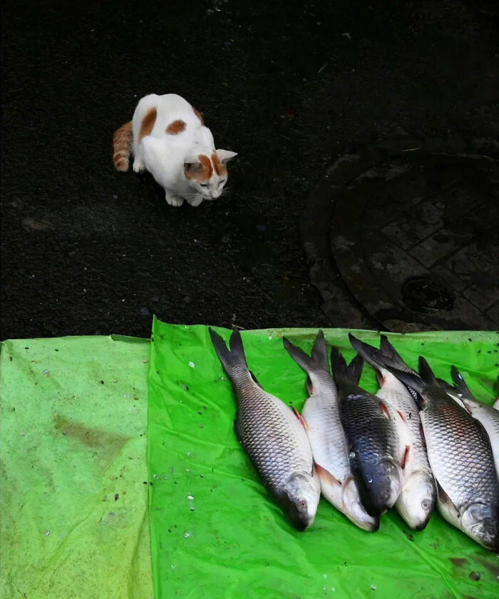 Pranay Pariyar captures a cat looking at fish, revealing the strange reality of animals living on the streets.