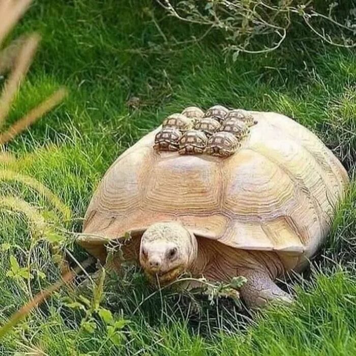 IG Account Posts Pics So Adorable, It’s Basically The Opposite Of Doom Scrolling (30 Pics)