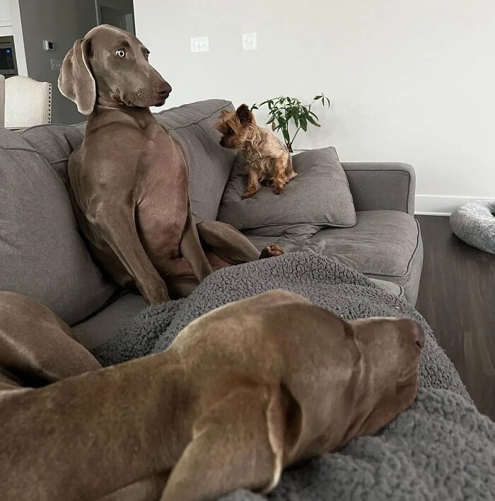 61 Derpy Dog Photos Shared By This Page That Prove Even The Cutest Pups Have Bad Angles