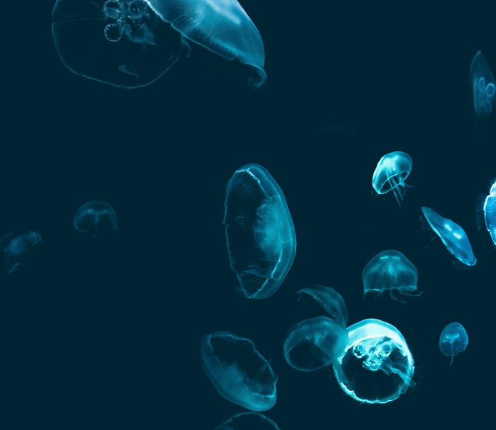 Isolated Tribe Can Swim Underwater For Long Hours, Which Has Developed A "New Mutant Gene"