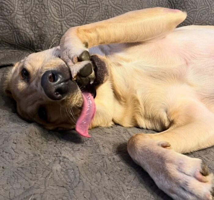 61 Derpy Dog Photos Shared By This Page That Prove Even The Cutest Pups Have Bad Angles