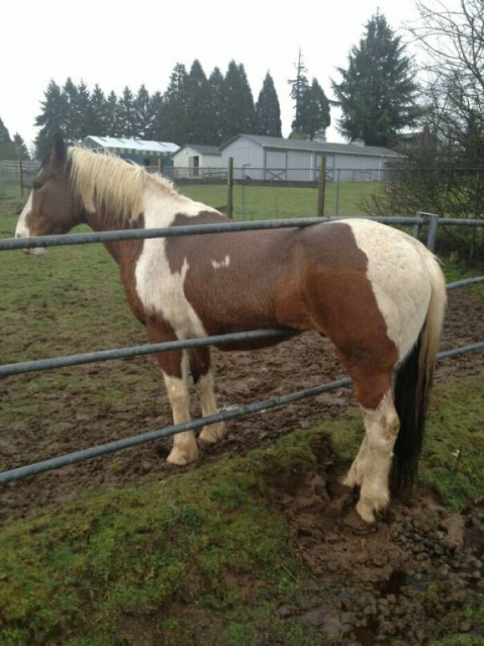 Horse
