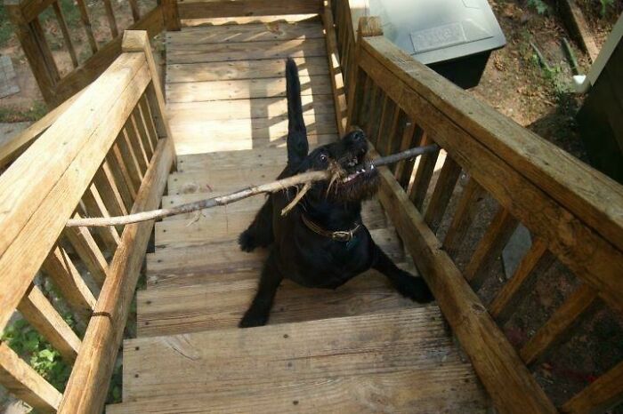 My Dog Was Very Distressed About This