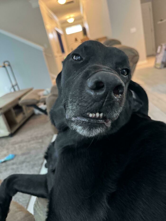 A black dog making a funny, ridiculous face, embodying derpy animals.