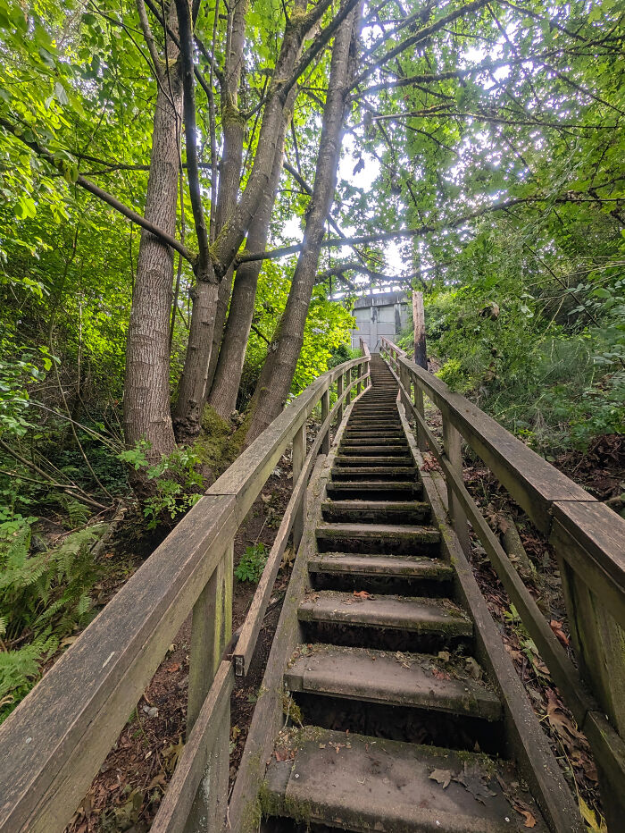 Wooden staircase surrounded by green trees on leukemia walk route