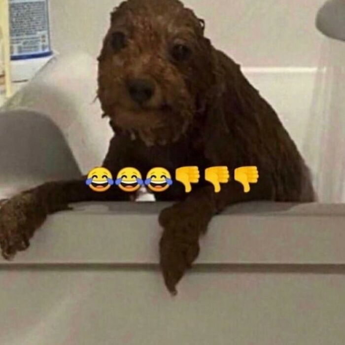 Brown dog in bathtub looking unhappy during bath time