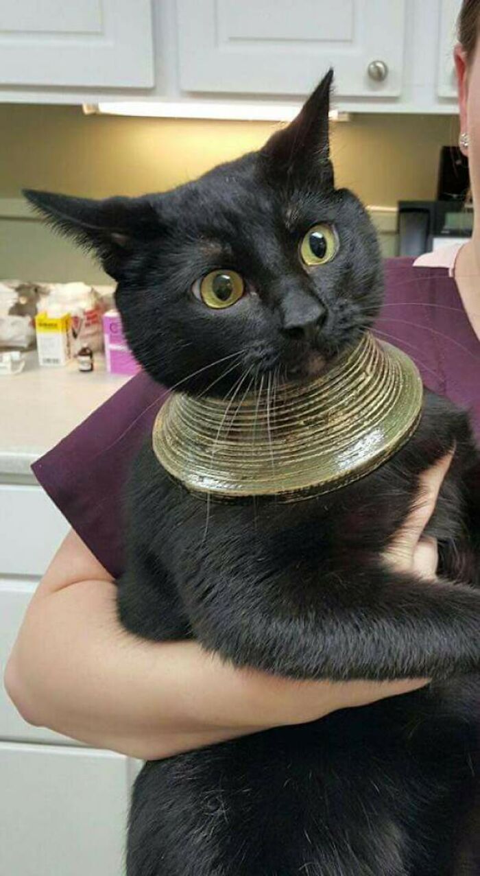 My Friends Cat Got It's Head Stuck In A Vase, Freaked Out, Broke The Vase, And Was Left With This