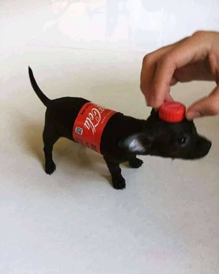 A tiny black puppy wearing a Coca-Cola label, with a red bottle cap on its head, resembling a forbidden food.
