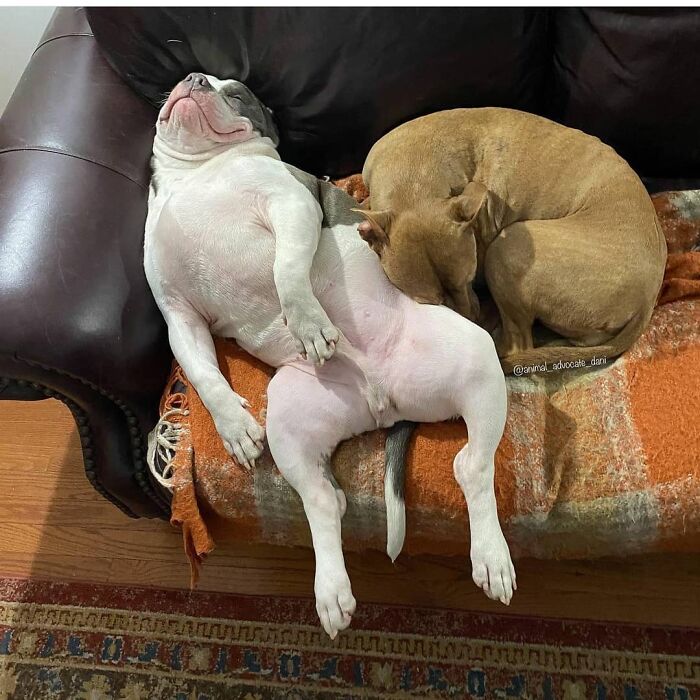 61 Derpy Dog Photos Shared By This Page That Prove Even The Cutest Pups Have Bad Angles
