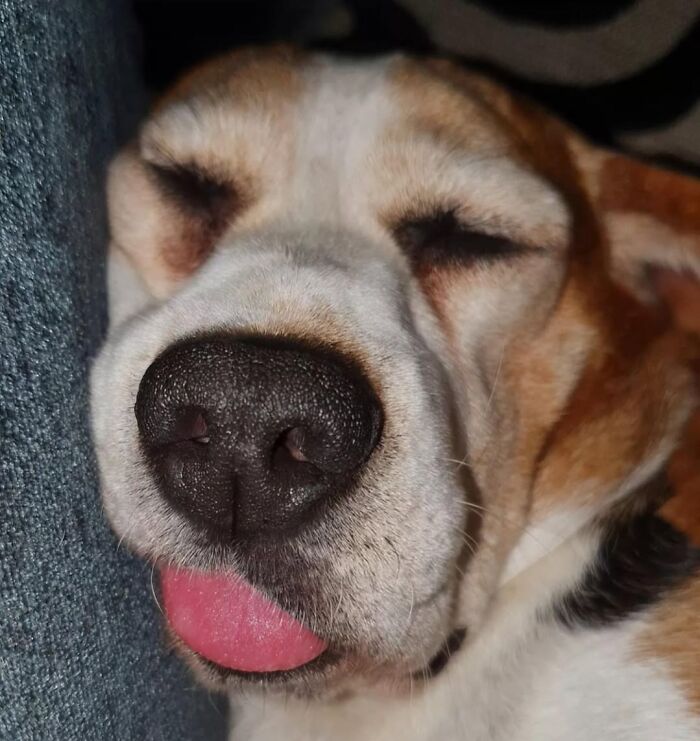 61 Derpy Dog Photos Shared By This Page That Prove Even The Cutest Pups Have Bad Angles