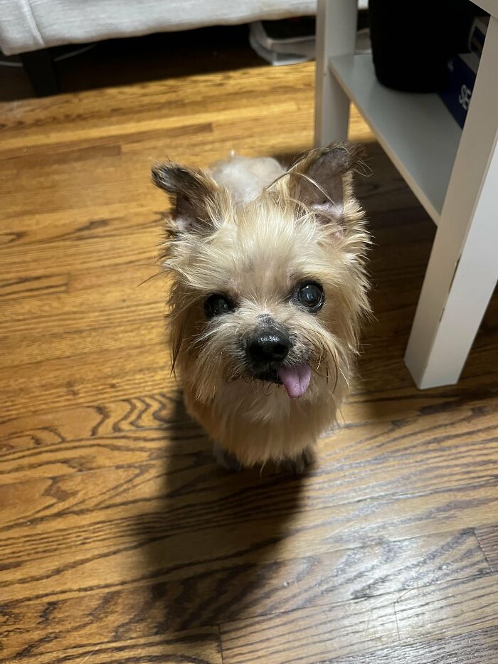 Fluffy dog with tongue out looking at owner after bath on wooden floor