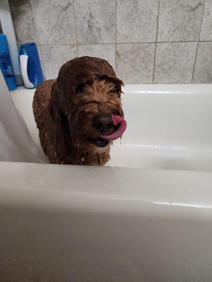 Wet dog licking its nose in bathtub during bath time