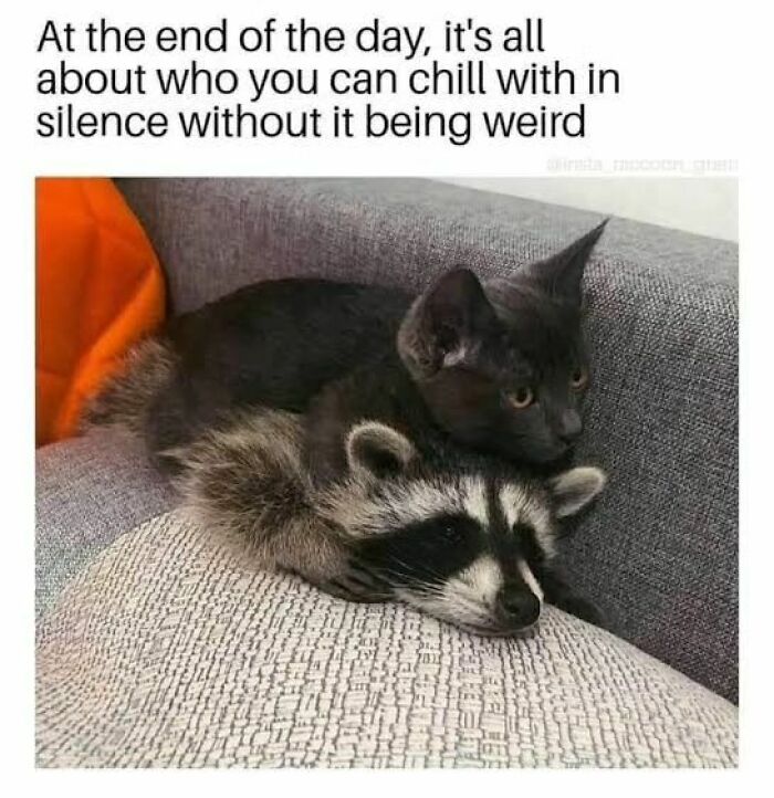 Raccoons Have Never Been More Relatable Than They Are In These 30 Dark Humor Memes