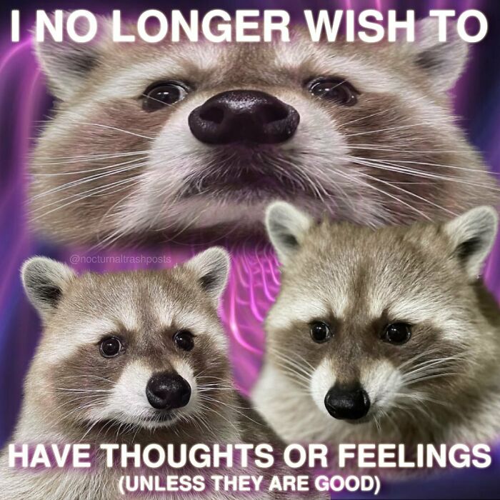 “Nocturnal Trash Posts”: 30 Of The Best Raccoon Memes This Dedicated Instagram Account Has To Offer