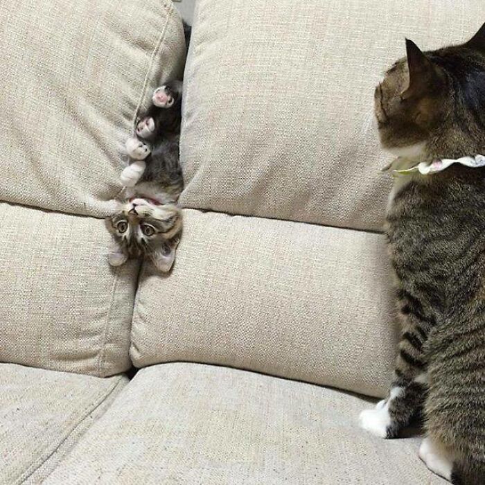 Kitten Is Stuck